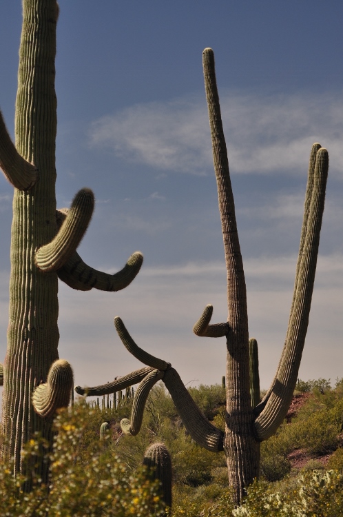 saguaro odd shaped